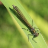 IMG_7004 Calopteryx splendens female